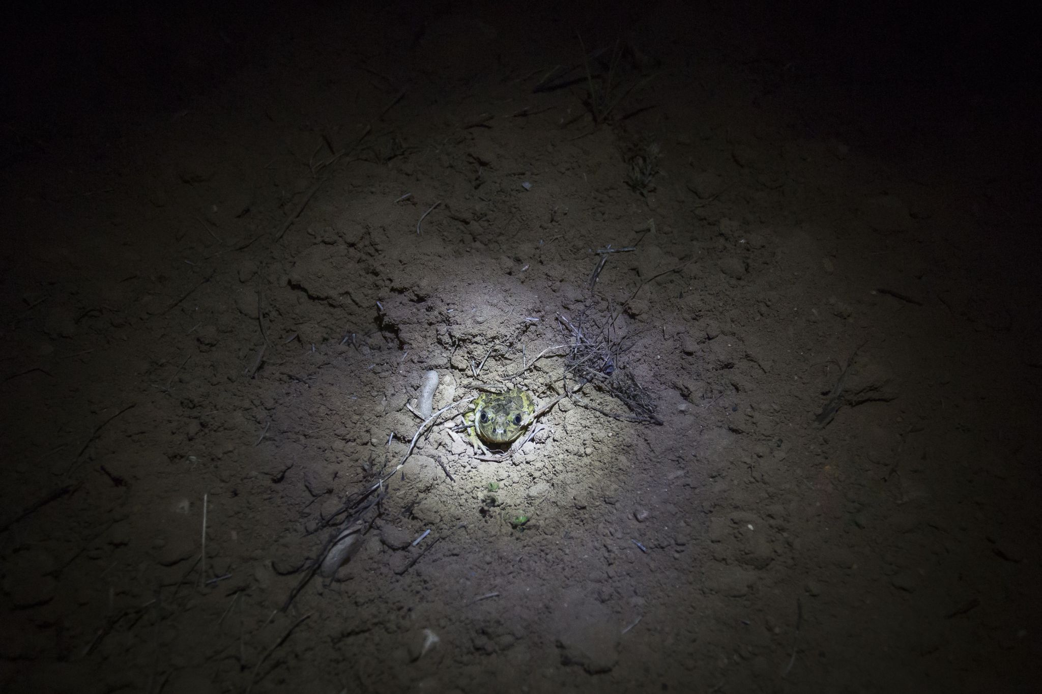 Pelobates cultripes © David Tatin Orbisterre